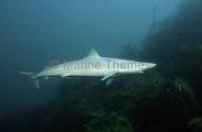 School Shark (Galeorhinus galeus)