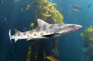 Leopard Shark (Triakis semifasciata) Leopard Shark (Triakis semifasciata)