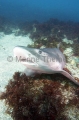Banded Houndshark (Triakis scyllium) Banded Houndshark (Triakis scyllium)
