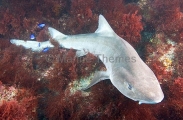 Banded Houndshark (Triakis scyllium) Banded Houndshark (Triakis scyllium)