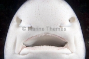 Banded Houndshark (Triakis scyllium) Banded Houndshark (Triakis scyllium)