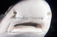 Banded Houndshark (Triakis scyllium) Banded Houndshark (Triakis scyllium)