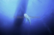 Silvertip Shark (Carcharhinus albimarginatus) Silvertip Shark (Carcharhinus albimarginatus)