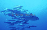 Silvertip Shark (Carcharhinus albimarginatus)