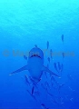 Silvertip Shark (Carcharhinus albimarginatus) Silvertip Shark (Carcharhinus albimarginatus)