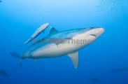 Silvertip Shark (Carcharhinus albimarginatus) Silvertip Shark (Carcharhinus albimarginatus)