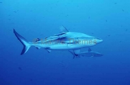 Grey Reef Shark (Carcharhinus amblyrhynchos)