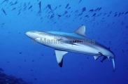 Grey Reef Shark (Carcharhinus amblyrhynchos) Grey Reef Shark (Carcharhinus amblyrhynchos)
