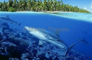 Grey Reef Sharks (Carcharhinus amblyrhynchos) Grey Reef Sharks (Carcharhinus amblyrhynchos)