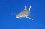 Grey Reef Shark (Carcharhinus amblyrhynchos) Grey Reef Shark (Carcharhinus amblyrhynchos)