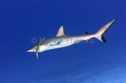 Grey Reef Shark (Carcharhinus amblyrhynchos) Grey Reef Shark (Carcharhinus amblyrhynchos)