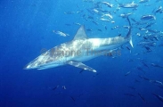 Bronze Whaler Shark (Carcharhinus brachyurus) Bronze Whaler Shark (Carcharhinus brachyurus)