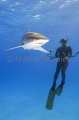 Silky Shark (Carcharhinus falciformis) Silky Shark (Carcharhinus falciformis)