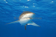 Silky Shark (Carcharhinus falciformis) Silky Shark (Carcharhinus falciformis)