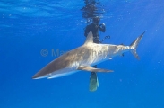 Silky Shark (Carcharhinus falciformis) Silky Shark (Carcharhinus falciformis)