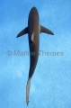 Silky Shark (Carcharhinus falciformis) Silky Shark (Carcharhinus falciformis)