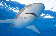 Silky Shark (Carcharhinus falciformis) Silky Shark (Carcharhinus falciformis)