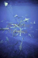 Galapagos Sharks (Carcharhinus galapagensis) Galapagos Sharks (Carcharhinus galapagensis)