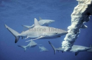 Galapagos Sharks (Carcharhinus galapagensis) Galapagos Sharks (Carcharhinus galapagensis)