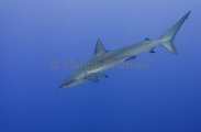 Galapagos Shark (Carcharhinus galapagensis) Galapagos Shark (Carcharhinus galapagensis)