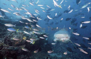 Bull Shark (Carcharhinus leucas) Bull Shark (Carcharhinus leucas)