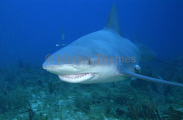 Bull Shark (Carcharhinus leucas) Bull Shark (Carcharhinus leucas)