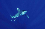 Oceanic Whitetip Shark (Carcharhinus longimanus) Oceanic Whitetip Shark (Carcharhinus longimanus)