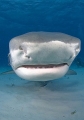 Tiger Shark (Galeocerdo cuvier) Tiger Shark (Galeocerdo cuvier)