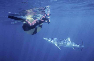 Blue Shark (Prionace glauca) Blue Shark (Prionace glauca)