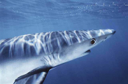 Blue Shark (Prionace glauca) Blue Shark (Prionace glauca)
