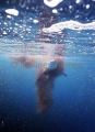 Blue Shark (Prionace glauca) Blue Shark (Prionace glauca)