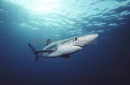 Blue Shark (Prionace glauca) Blue Shark (Prionace glauca)