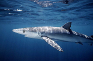 Blue Shark (Prionace glauca) Blue Shark (Prionace glauca)