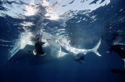 Blue Shark (Prionace glauca) Blue Shark (Prionace glauca)