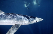 Blue Shark (Prionace glauca) Blue Shark (Prionace glauca)