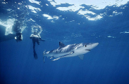 Blue Shark (Prionace glauca) Blue Shark (Prionace glauca)