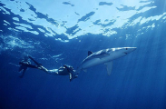 Blue Shark (Prionace glauca) Blue Shark (Prionace glauca)
