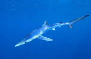 Blue Shark (Prionace glauca) Blue Shark (Prionace glauca)