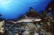 Whitetip Reef Shark (Triaenodon obesus) Whitetip Reef Shark (Triaenodon obesus)