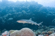 Whitetip Reef Shark (Triaenodon obesus) Whitetip Reef Shark (Triaenodon obesus)