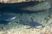Whitetip Reef Shark (Triaenodon obesus) Whitetip Reef Shark (Triaenodon obesus)