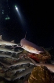 Whitetip Reef Sharks (Triaenodon obesus) Whitetip Reef Sharks (Triaenodon obesus)