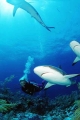 Caribbean Reef Sharks (Carcharhinus perezii) Caribbean Reef Sharks (Carcharhinus perezii)
