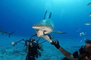 Caribbean Reef Shark (Carcharhinus perezii) Caribbean Reef Shark (Carcharhinus perezii)