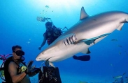 Caribbean Reef Shark (Carcharhinus perezii) Caribbean Reef Shark (Carcharhinus perezii)
