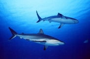 Caribbean Reef Sharks (Carcharhinus perezii) Caribbean Reef Sharks (Carcharhinus perezii)