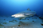 Lemon Shark (Negaprion brevirostris) Lemon Shark (Negaprion brevirostris)