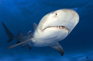 Lemon Shark (Negaprion brevirostris) Lemon Shark (Negaprion brevirostris)