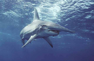 Great Hammerhead (Sphyrna mokarran) Great Hammerhead (Sphyrna mokarran)