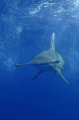 Great Hammerhead Shark (Sphyrna mokarran) Great Hammerhead Shark (Sphyrna mokarran)